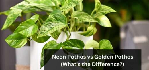 Neon Pothos vs Golden Pothos (What's the Difference?)