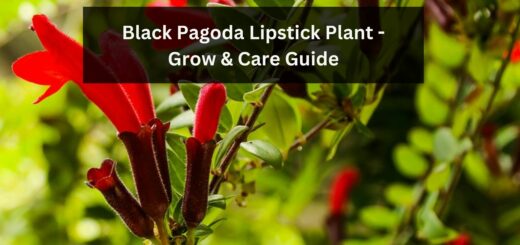 Black Pagoda Lipstick Plant - Grow & Care Guide