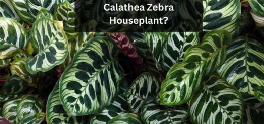 Calathea Zebra Plants - How to take care of a Calathea Zebra Houseplant?