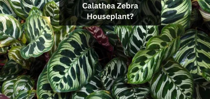 Calathea Zebra Plants - How to take care of a Calathea Zebra Houseplant?