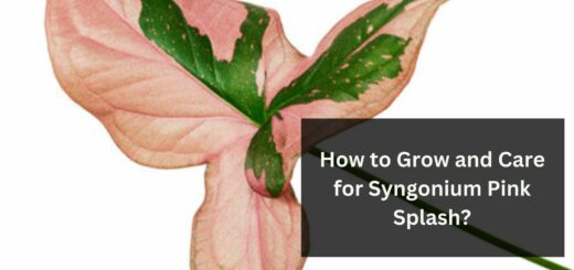 How to Grow and Care for Syngonium Pink Splash?