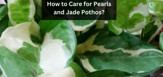 How to Care for Pearls and Jade Pothos?