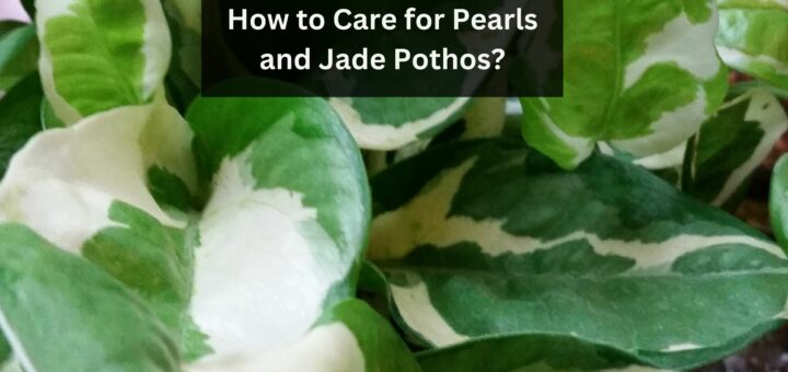 How to Care for Pearls and Jade Pothos?