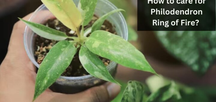 How to care for Philodendron Ring of Fire? 