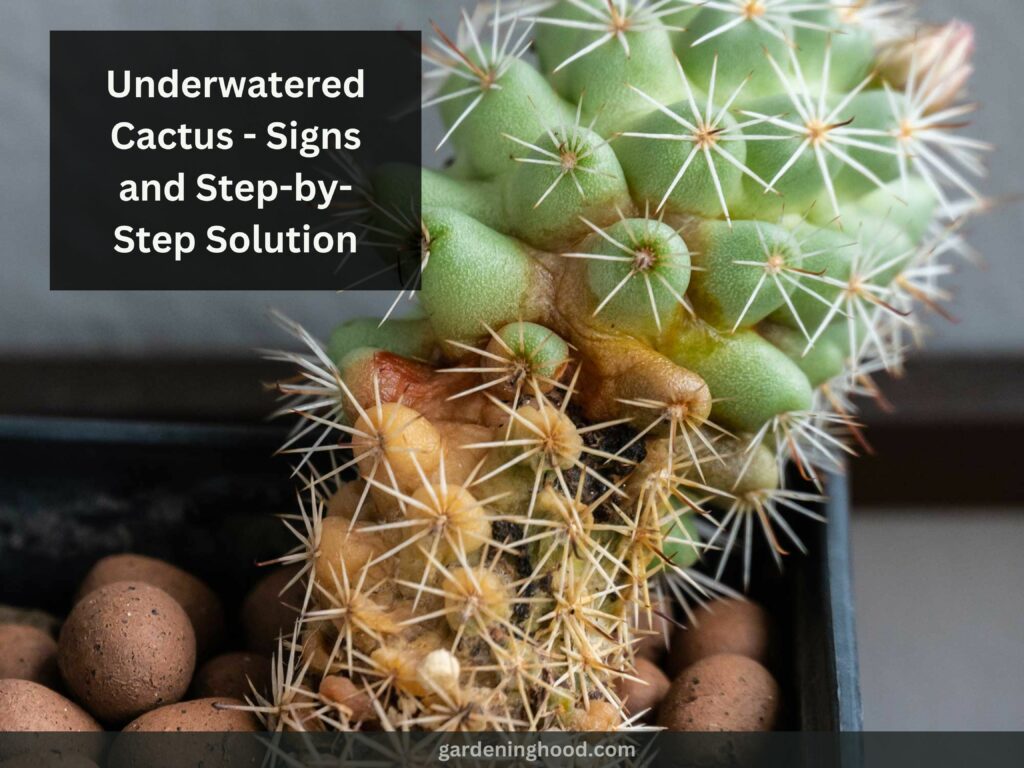 Underwatered Cactus - Signs and Step-by-Step Solution