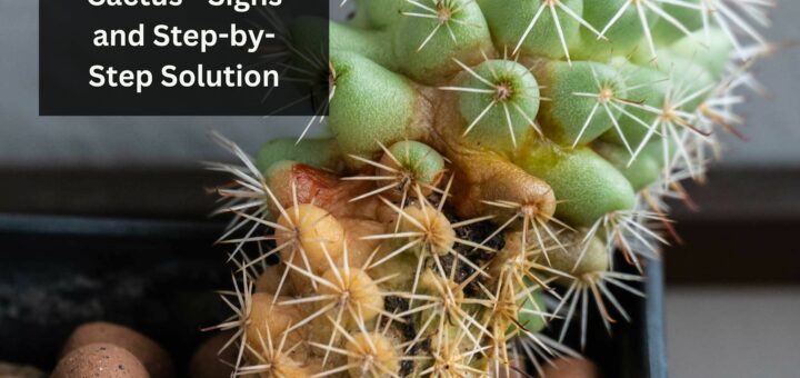 Underwatered Cactus - Signs and Step-by-Step Solution