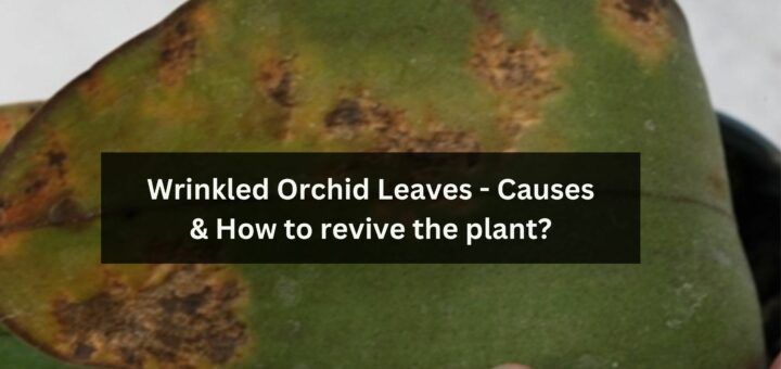 Wrinkled Orchid Leaves - Causes & How to revive the plant?