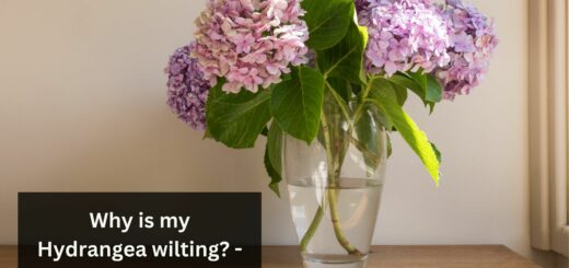 Why is my Hydrangea wilting? - How to fix it?