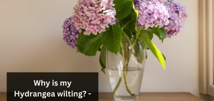 Why is my Hydrangea wilting? - How to fix it?