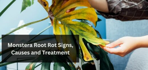 Monstera Root Rot Signs, Causes and Treatment