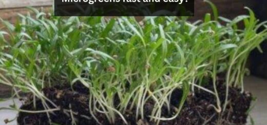 How to grow Spinach Microgreens fast and easy?