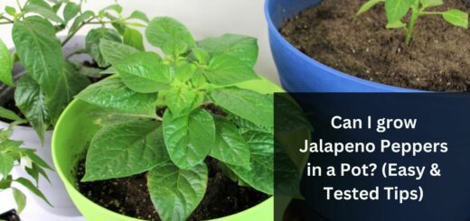 Can I grow Jalapeno Peppers in a Pot? (Easy & Tested Tips)