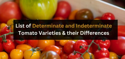 List of Determinate and Indeterminate Tomato Varieties and their Differences