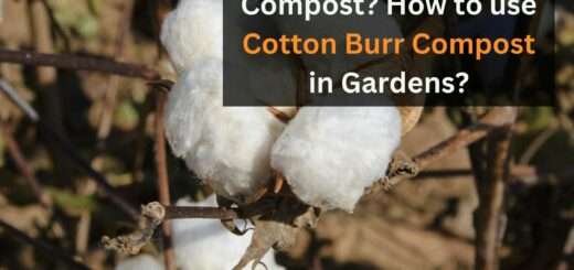 What is Cotton Burr Compost? - How to use Cotton Burr Compost in Gardens?