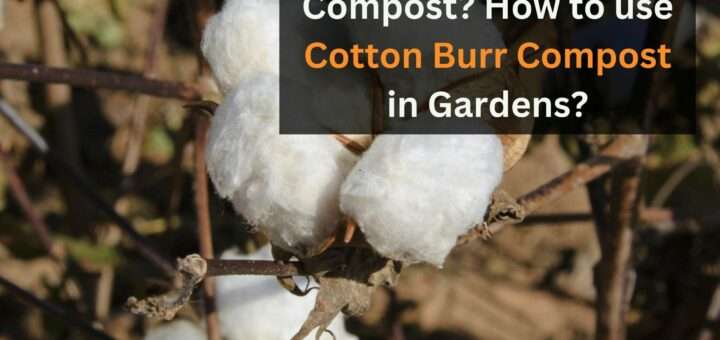 What is Cotton Burr Compost? - How to use Cotton Burr Compost in Gardens?