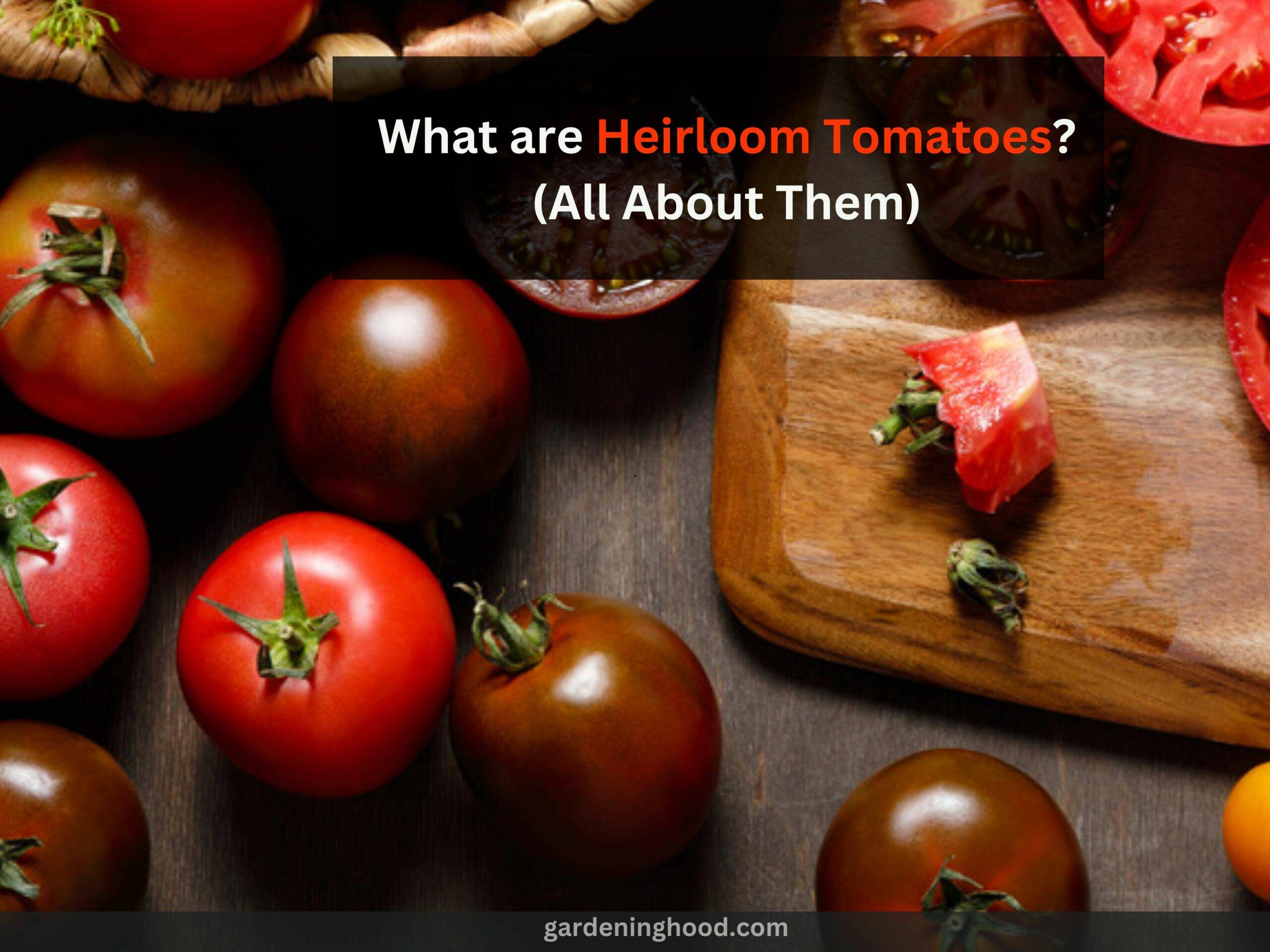 What are Heirloom Tomatoes? (All About Them)
