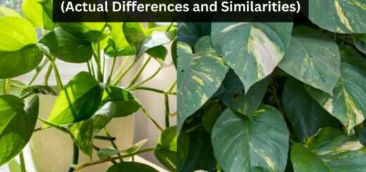 Golden Pothos vs Hawaiian Pothos (Actual Differences and Similarities)