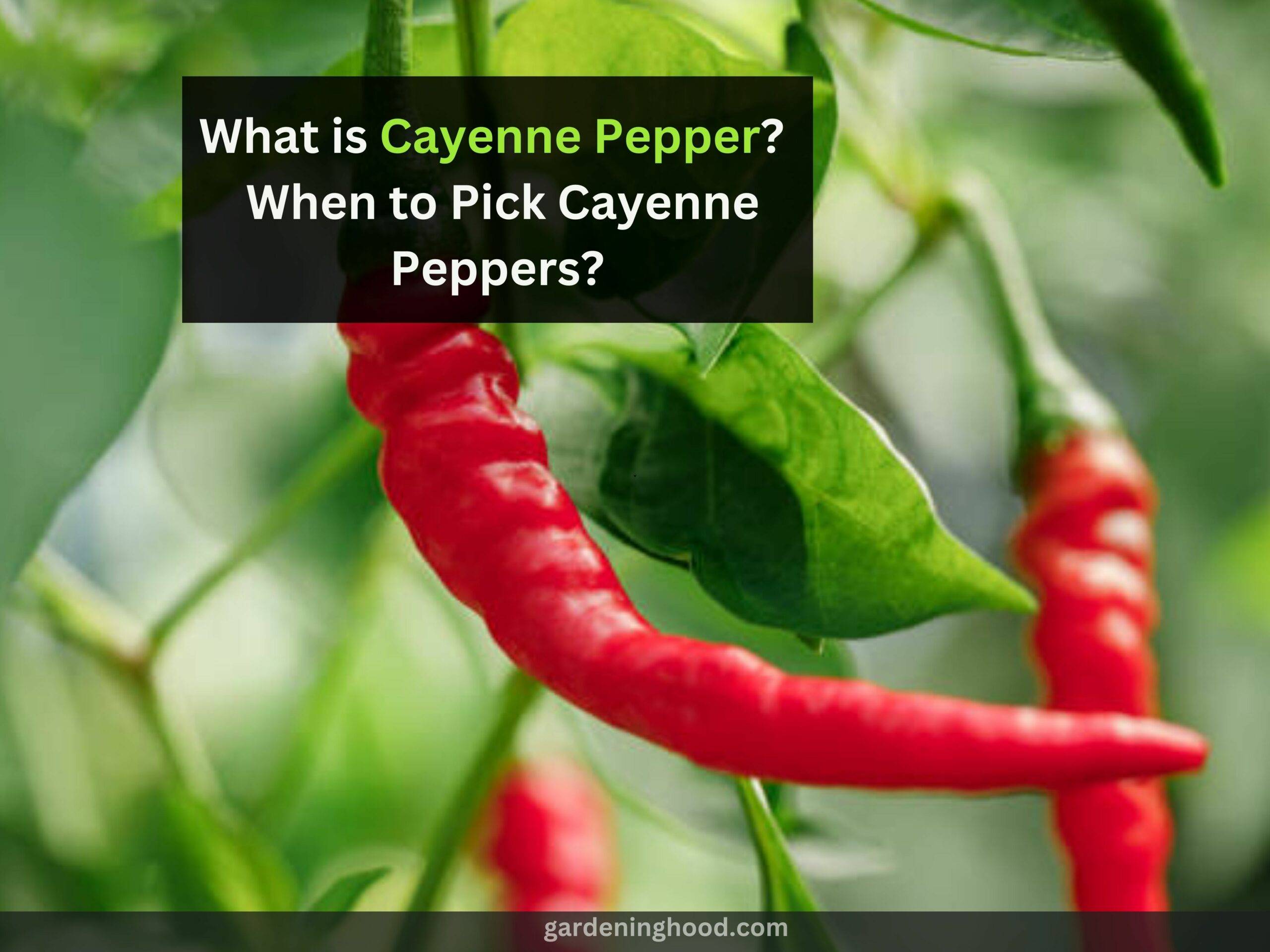 What is Cayenne Pepper? - When to Pick Cayenne Peppers? 