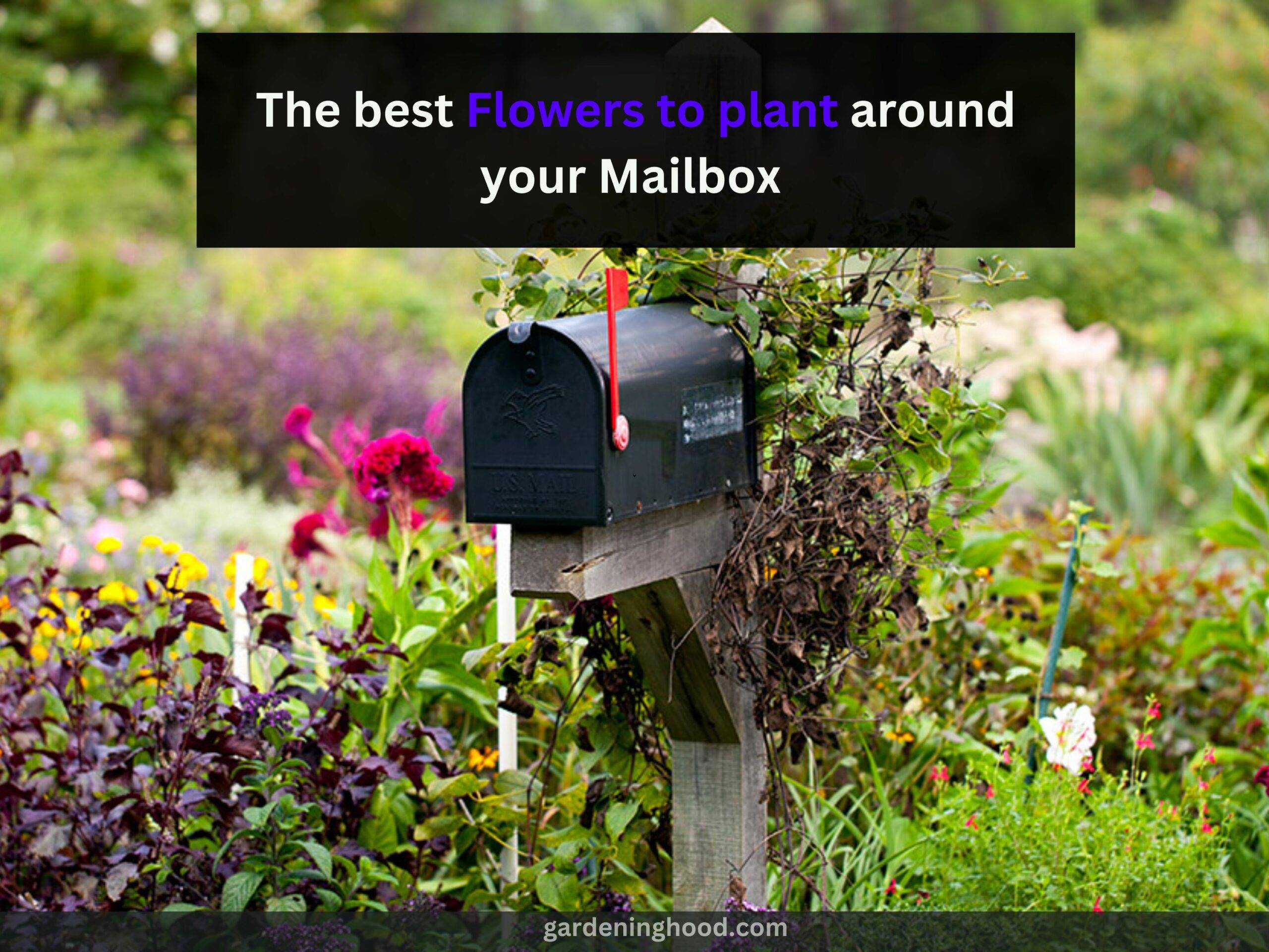 The best Flowers to plant around your Mailbox