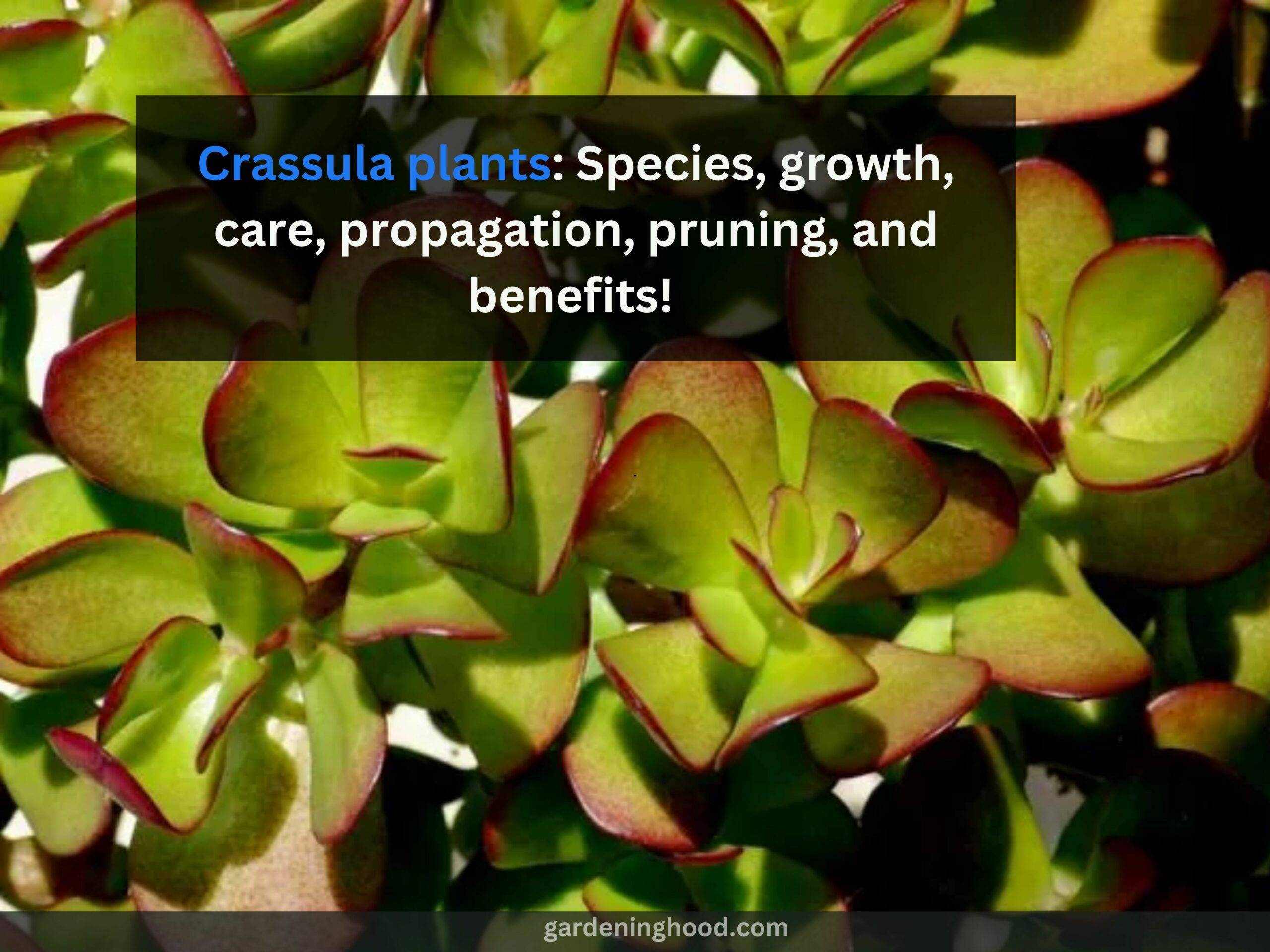 Crassula plants: Species, growth, care, propagation, pruning, and benefits! 