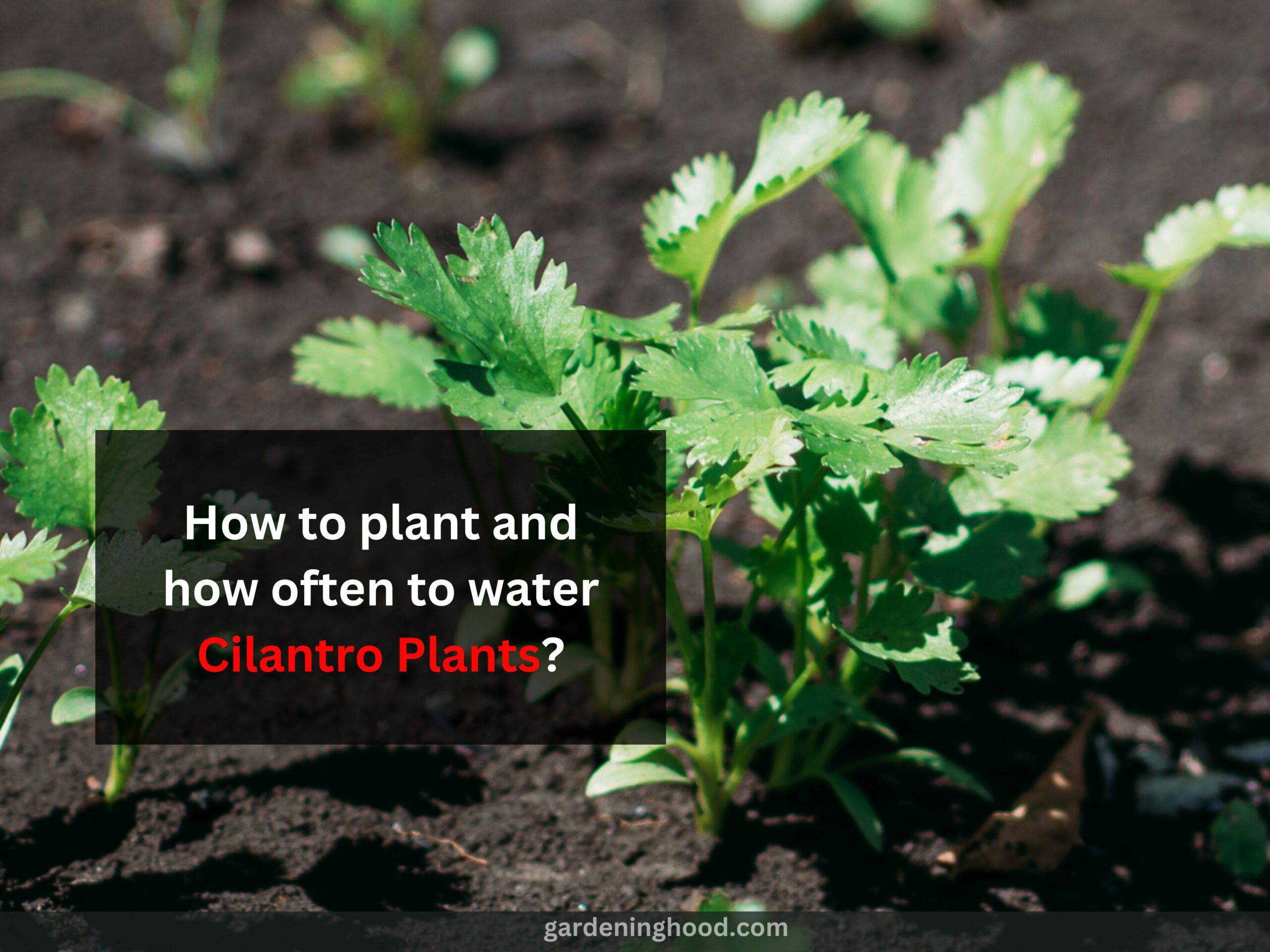 How to plant and how often to water Cilantro Plants?