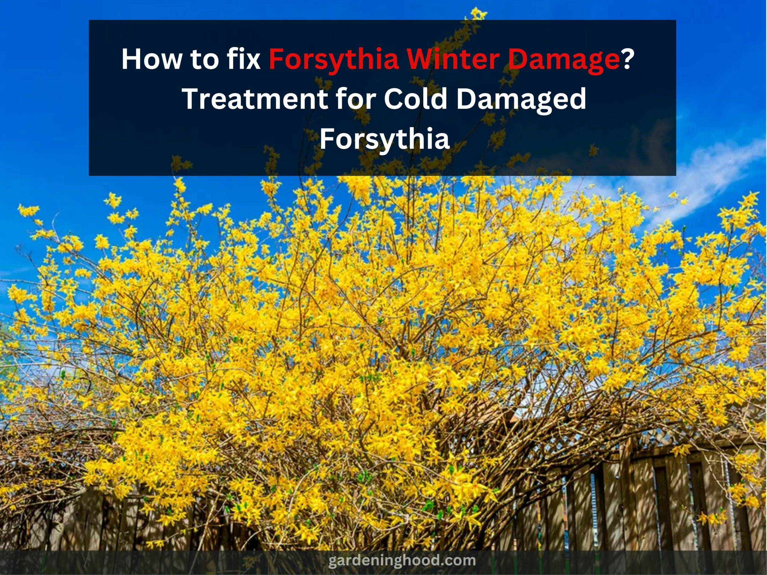 Forsythia Winter Damage