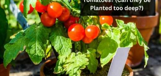 How deep can you plant Tomatoes? (Can they be Planted too deep?)