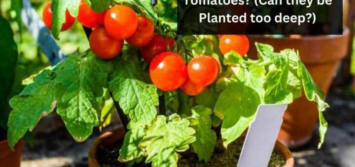 How deep can you plant Tomatoes? (Can they be Planted too deep?)