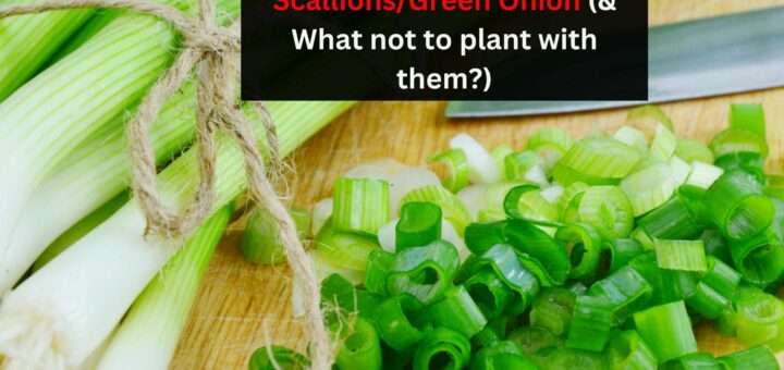 Companion Planting with Scallions/Green Onion (& What not to plant with them?)