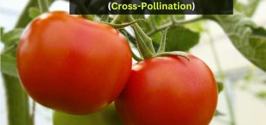 Can Different Varieties of Tomatoes Be Planted Together? (Cross-Pollination)