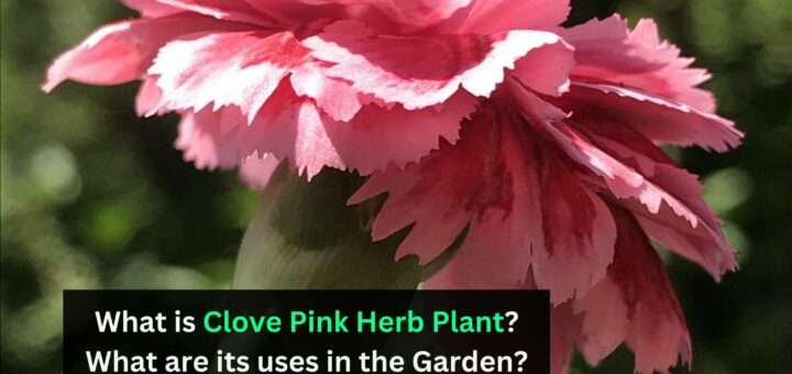 What is Clove Pink Herb Plant? What are its uses in the Garden?