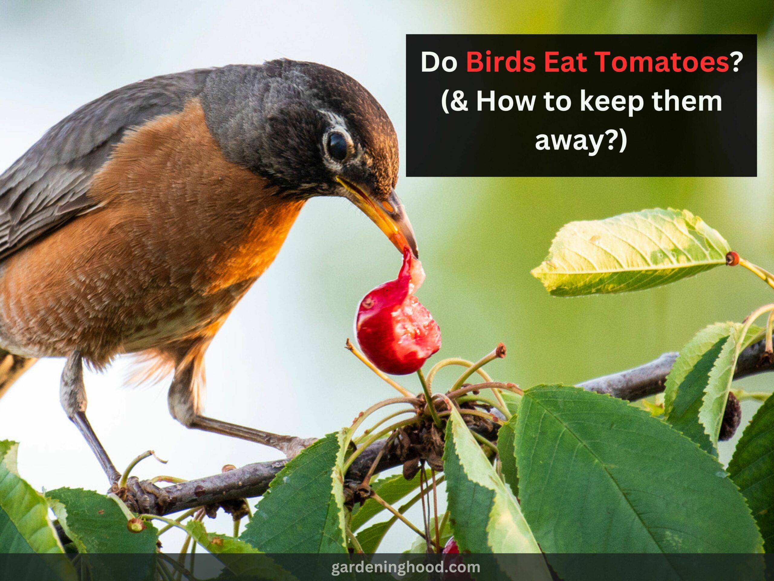 Do Birds Eat Tomatoes? (& How to keep them away?)