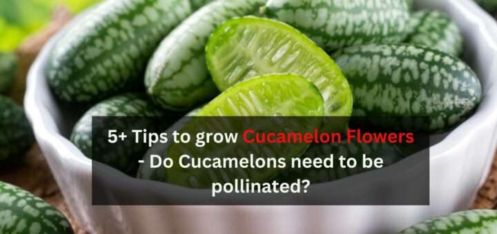 5+ Tips to grow Cucamelon Flowers - Do Cucamelons need to be pollinated?