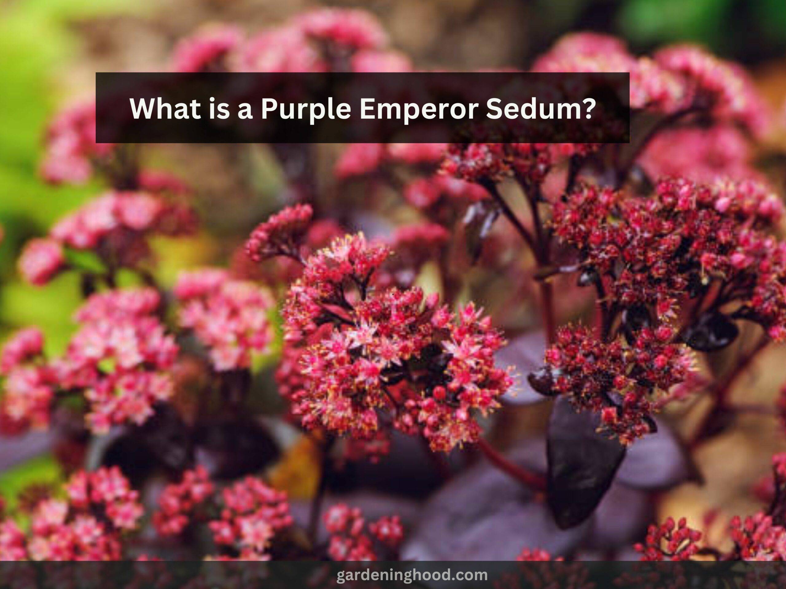 What is a Purple Emperor Sedum?