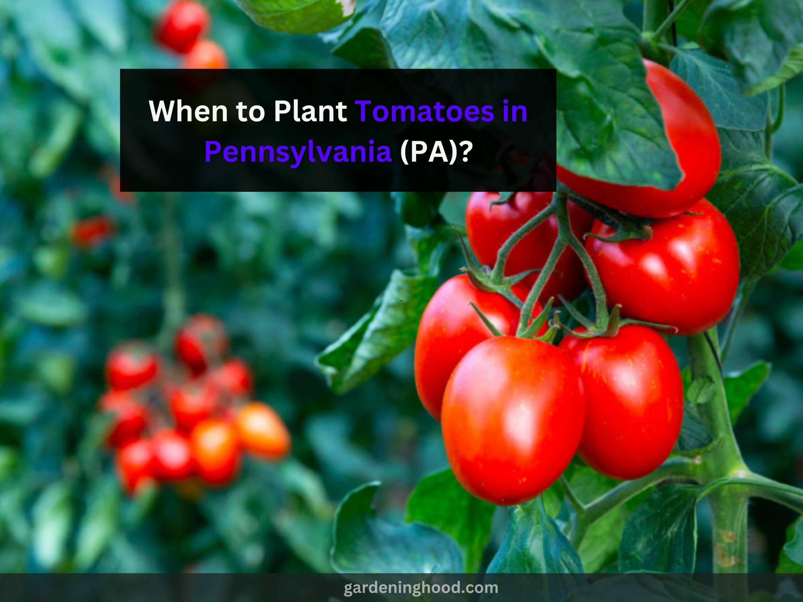 When to Plant Tomatoes in Pennsylvania (PA)?