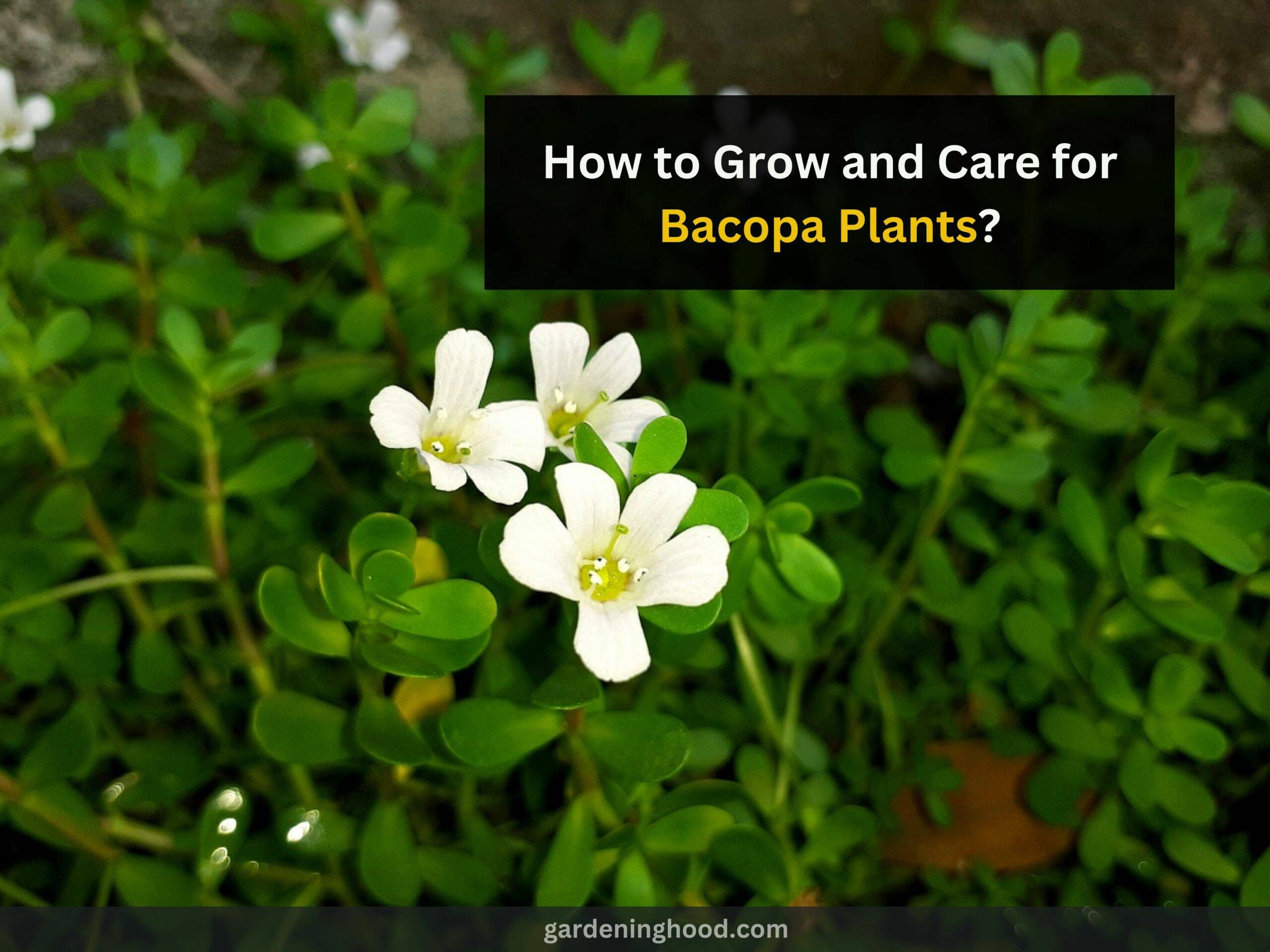 How to Grow and Care for Bacopa Plants?