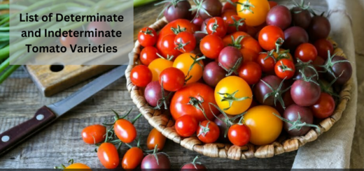 List of Determinate and Indeterminate Tomato Varieties & their Differences