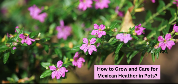 How to Grow and Care for Mexican Heather in Pots?