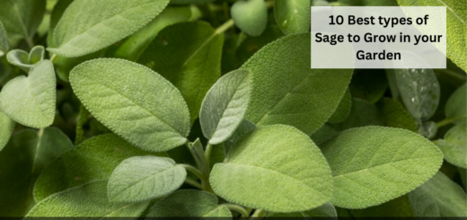 10 Best types of Sage to Grow in your Garden 