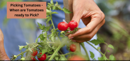 Picking Tomatoes - When are Tomatoes ready to Pick?