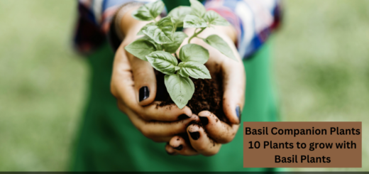 Basil Companion Plants - 10 Plants to grow with Basil Plants