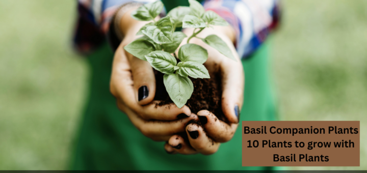 Basil Companion Plants - 10 Plants to grow with Basil Plants