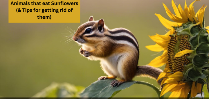 10+ Animals that eat Sunflowers (& Tips for getting rid of them) 