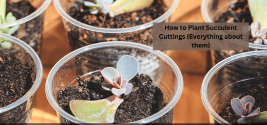 How to Plant Succulent Cuttings (Everything about them)