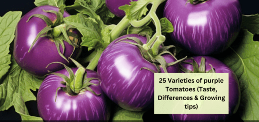 25 Varieties of purple Tomatoes (Taste, Differences & Growing tips)