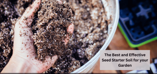 The Best and Effective Seed Starter Soil for your Garden