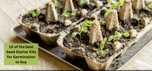 10 of the best Seed Starter Kits for Germination to buy