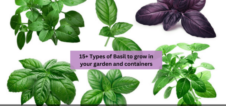 15+ Types of Basil to grow in your garden and containers