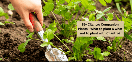 15+ Cilantro Companion Plants - What to plant & what not to plant with Cilantro?