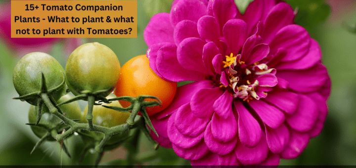 15+ Tomato Companion Plants - What to plant & what not to plant with Tomatoes?